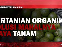 [Video] Cara Petani Bintan Menghemat Biaya Tanam