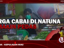 [Video] Harga Cabai Natuna Semakin Pedas