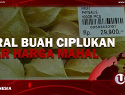 [Video] Viral Buah Ciplukan Liar Harga Mahal