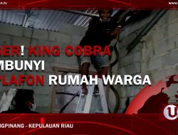 [Video] Geger! King Cobra Sembunyi di Plafon Rumah Warga