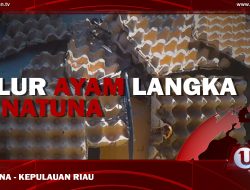 [Video] Telur Ayam Langka di Natuna