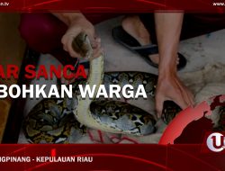 |Video| Ular Sanca Hebohkan Warga