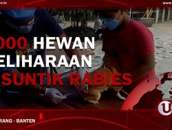 [Video] 1000 Hewan Peliharaan Disuntik Rabies