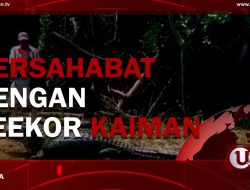 [Video] Bersahabat Dengan Seekor Kaiman