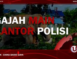 [Video] Gajah Main Kantor Polisi