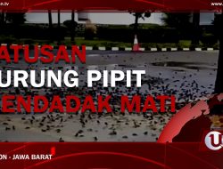 [Video] Ratusan Burung Pipit Mendadak Mati