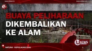 [Video] Buaya Peliharaan Dikembalikan Ke Alam