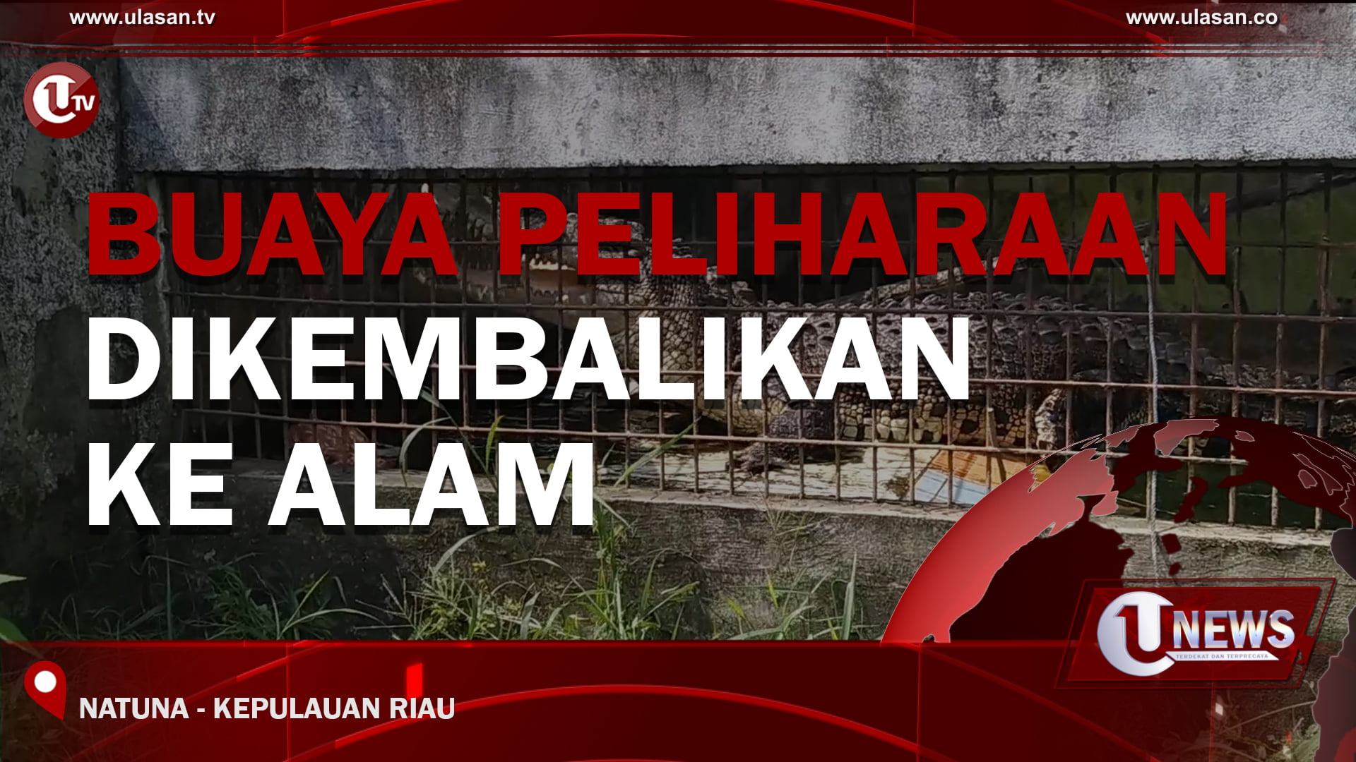 [Video] Buaya Peliharaan Dikembalikan Ke Alam