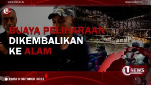 [U-NEWS] Buaya Peliharaan Dikembalikan Ke Alam | U-NEWS EDISI 9 OKTOBER 2021