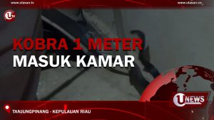 [Video] Kobra 1 Meter Masuk Kamar