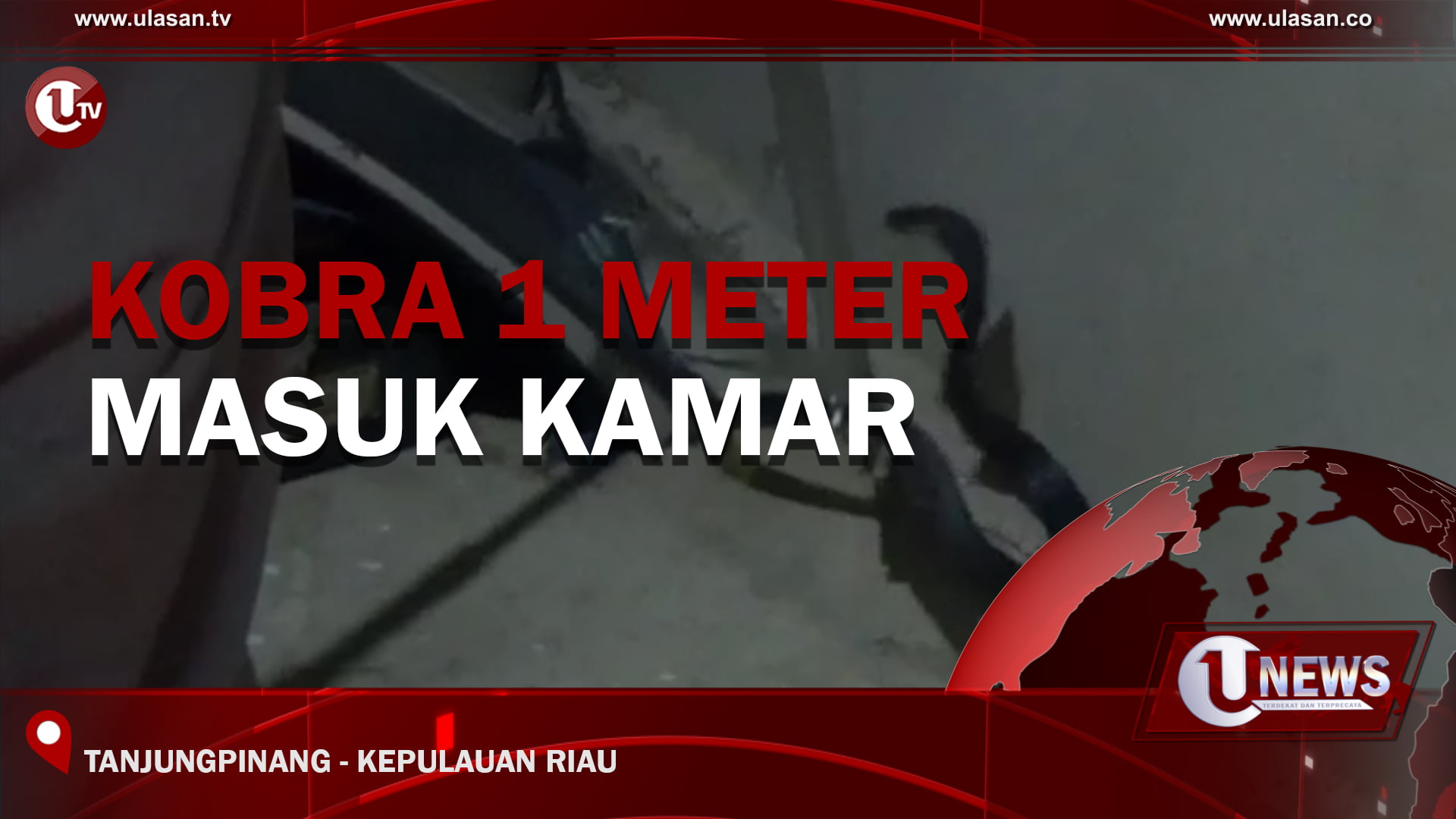 [Video] Kobra 1 Meter Masuk Kamar