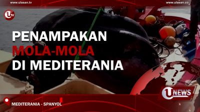 [Video] Penampakan Mola-Mola Di Mediterania