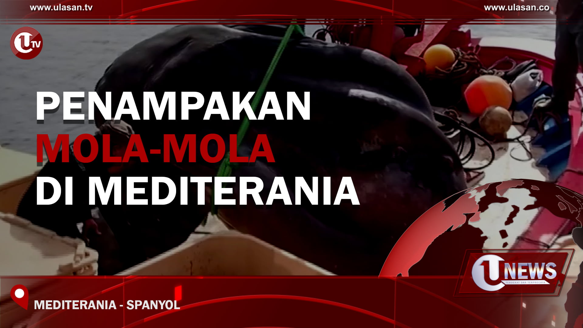 [Video] Penampakan Mola-Mola Di Mediterania