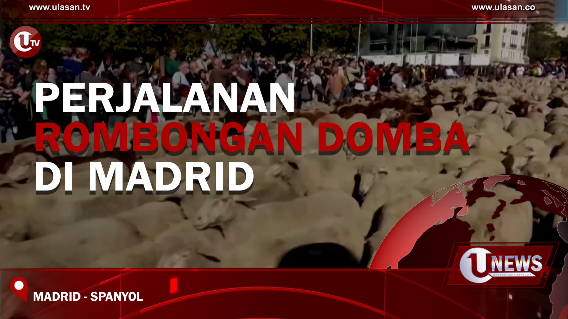 [Video] Perjalanan Rombongan Domba Di Madrid