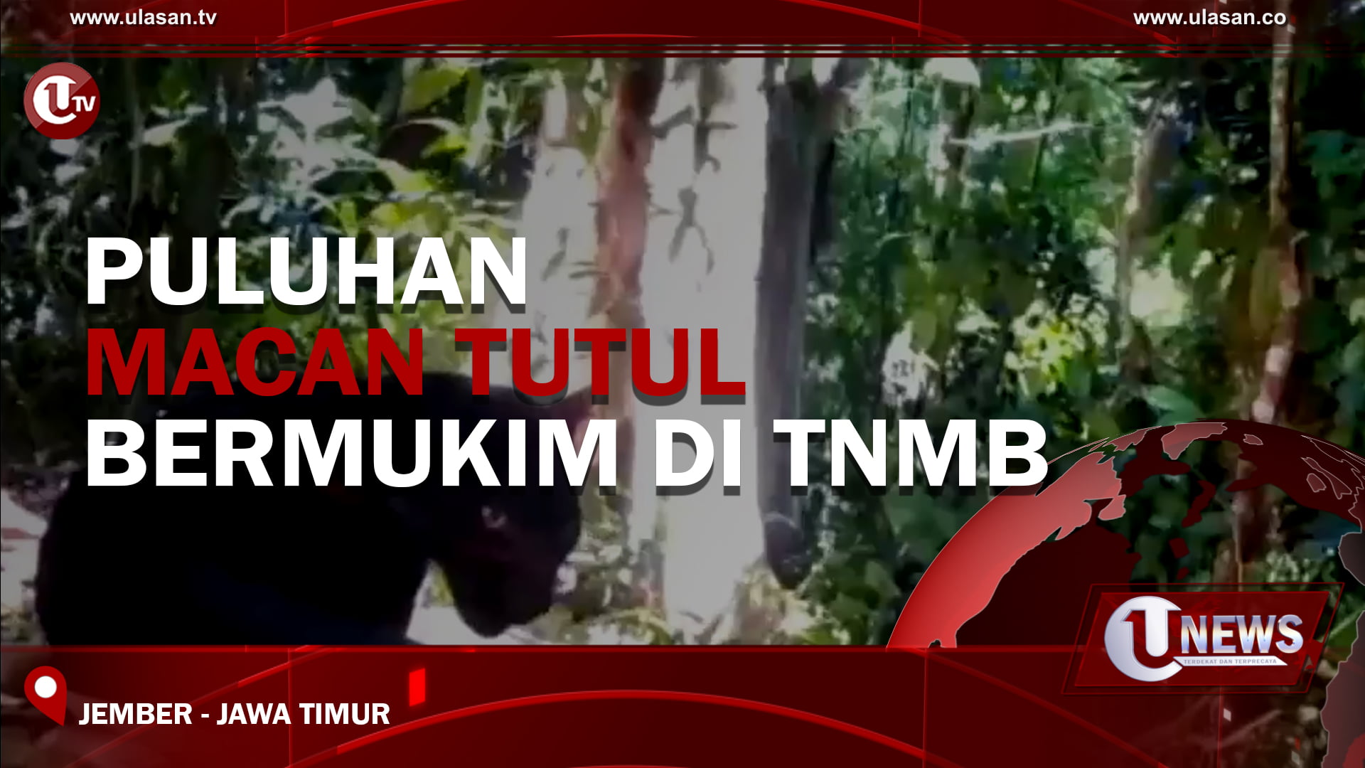 [Video] Puluhan Macan Tutul Bermukim Di TNMB