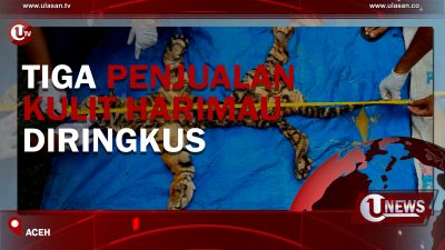 [Video] Tiga Penjualan Kulit Harimau Diringkus