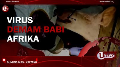 [Video] Virus Demam Babi Afrika Diduga Masuk Indonesia