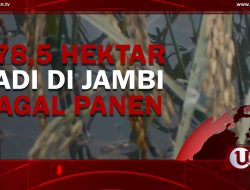 [Video] 578,4 Hektar Padi Di Jambi Gagal Panen