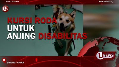 [Video] Kursi Roda Untuk Anjing Disabilitas
