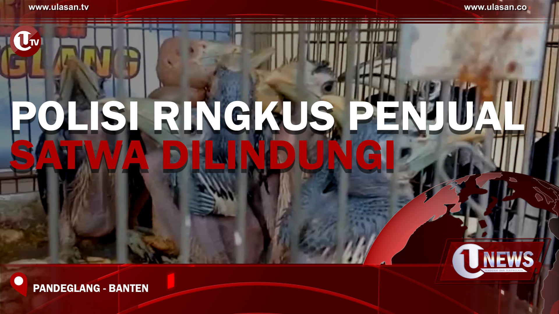 [Video] Polisi Ringkus Penjual Satwa Dilindungi