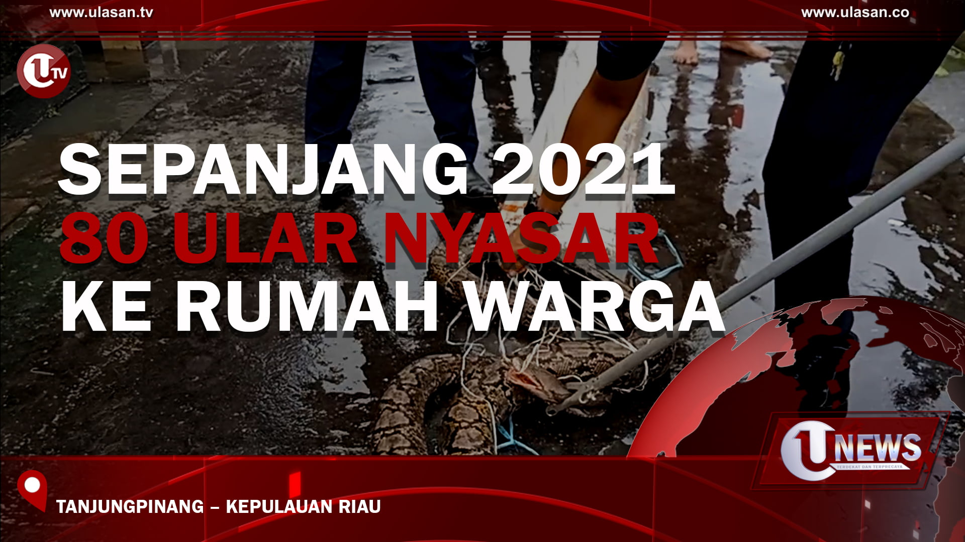 [Video] Puluhan Ular Dievakuasi Sepanjang Tahun