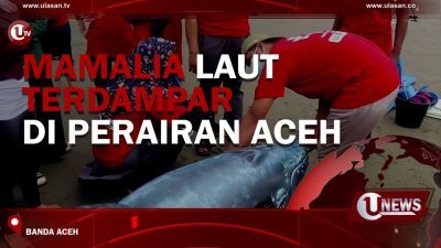 [Video] Mamalia Laut Terdampar Di Perairan Aceh