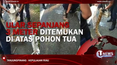 [Video] Ular Sepanjang 3 Meter Ditemukan di Atas Pohon Tua