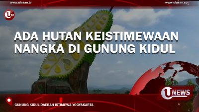 [Video] Ada Hutan Keistimewaan Nangka di Gunung Kidul