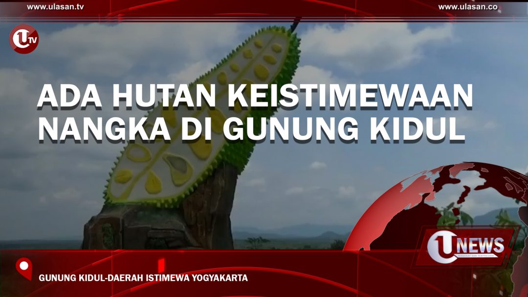 Ada Hutan Keistimewaan Nangka di Gunung Kidul