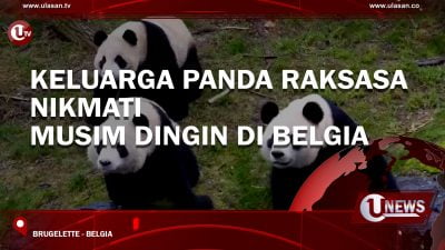 [Video] Keluarga Panda Raksasa Nikmati Musim Dingin di Belgia