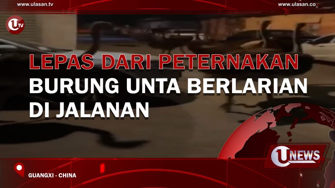 Lepas dari Peternakan Burung Unta Berlarian di Jalanan
