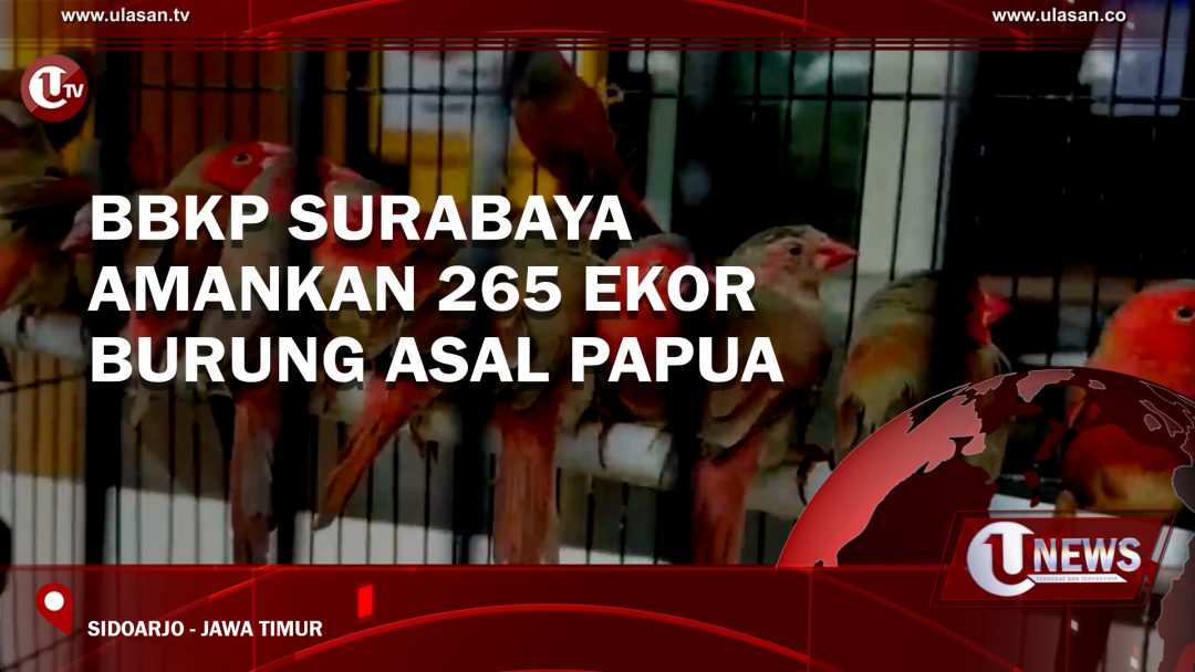 BBKP Surabaya Amankan 265 Ekor Burung Asal Papua