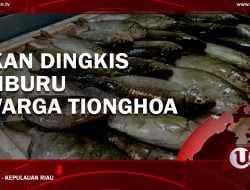 [Video] Ikan Dingkis Diburu Warga Tionghoa