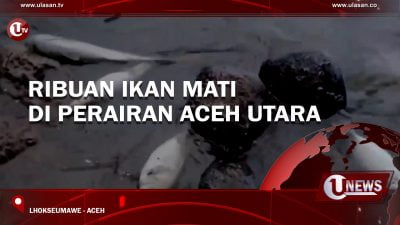 [Video] Ribuan Ikan Mati di Perairan Aceh Utara