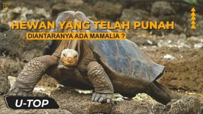 Menyedihkan! inilah hewan yang telah dinyatakan punah di dunia | UTOP