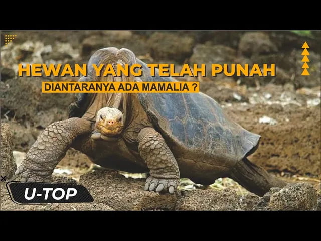 Menyedihkan! inilah hewan yang telah dinyatakan punah di dunia | UTOP