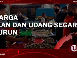 [Video] Harga Ikan Dan Udang Segar Turun