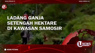[Video] Ladang Ganja Setengah Hektar di Kawasan Samosir