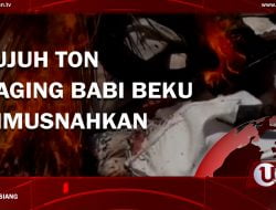 [Video] Tujuh Ton Daging Babi Beku Dimusnahkan