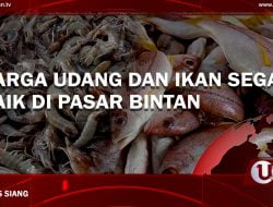 [Video] Harga Udang Dan Ikan Segar Naik Di Pasar Bintan