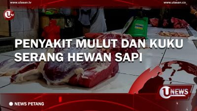 [Video] Penyakit Mulut Dan Kuku Serang Hewan Sapi