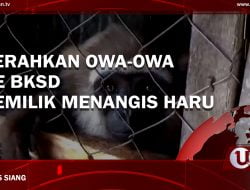 [Video] Serahkan Owa-Owa Ke BKSDA, Pemilik Menangis Haru
