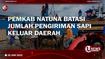[Video] Pemkab Natuna Batasi Jumlah Pengiriman Sapi Keluar Daerah