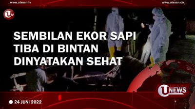 [Video] Sembilan Ekor Sapi Tiba di Bintan Dinyatakan Sehat