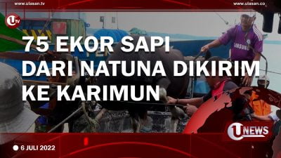 [Video] Sebanyak 75 Ekor Sapi Dikirim Ke Kabupaten Karimun