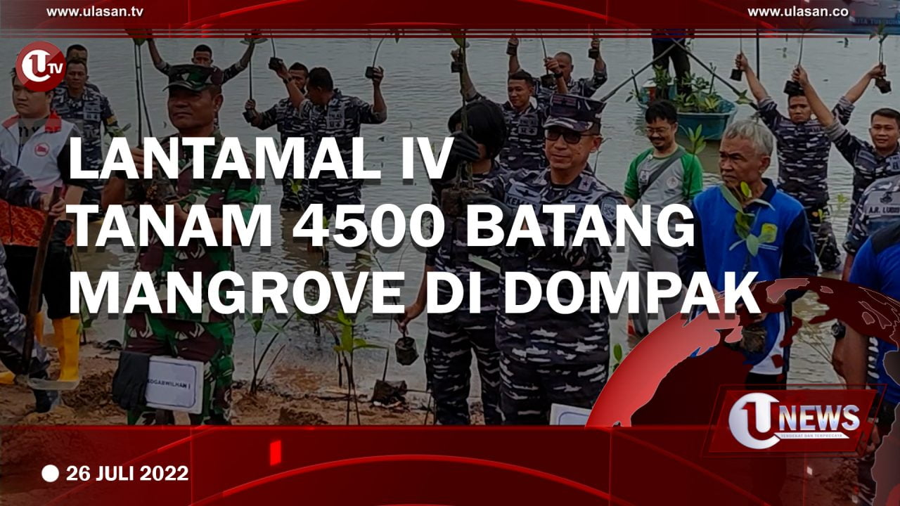 Lantamal IV Tanam 4500 Batang Mangrove di Dompak