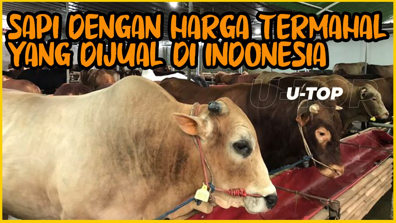 [Video] Sapi Dengan Harga Termahal Yang Dijual di Indonesia