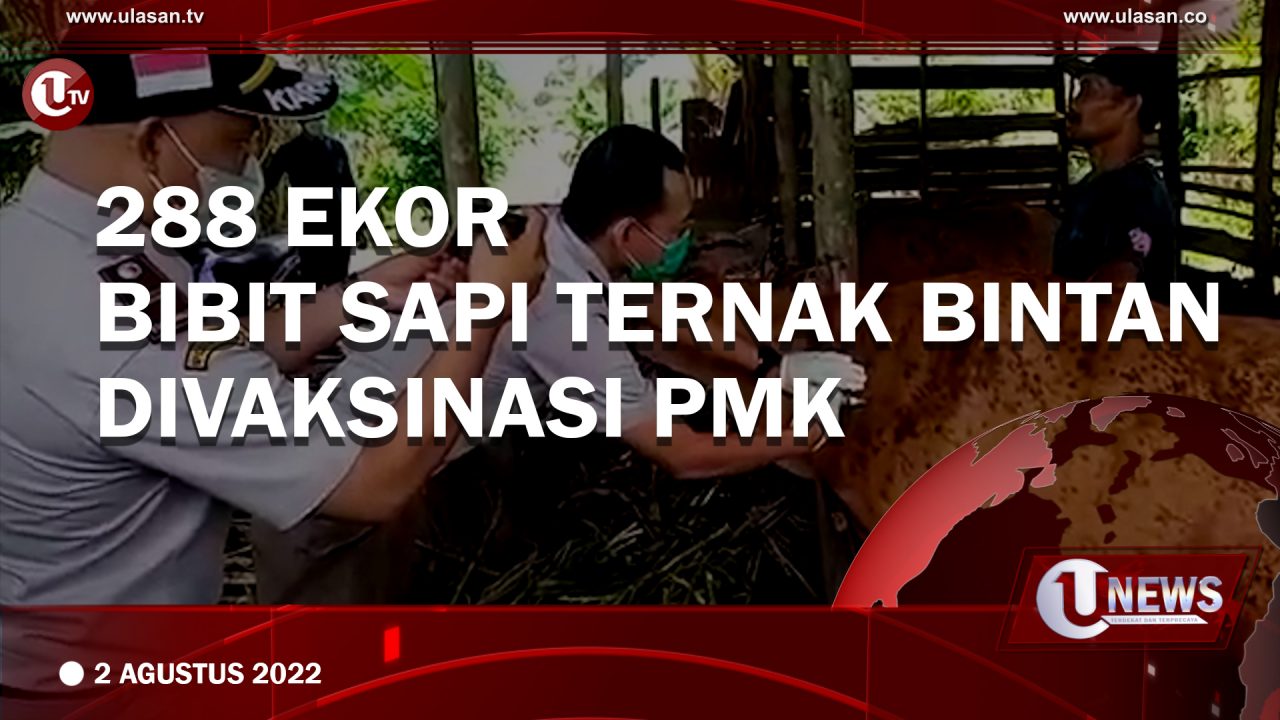 288 Ekor Bibit Sapi Ternak Bintan Divaksinasi PMK