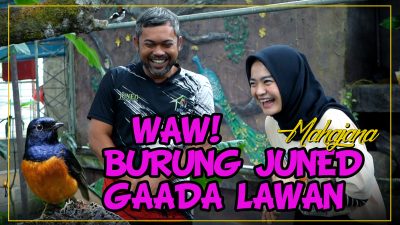 [Video] Rahasia Memilih Burung Murai Yang Berkualitas | MAHAJANA #EPS41