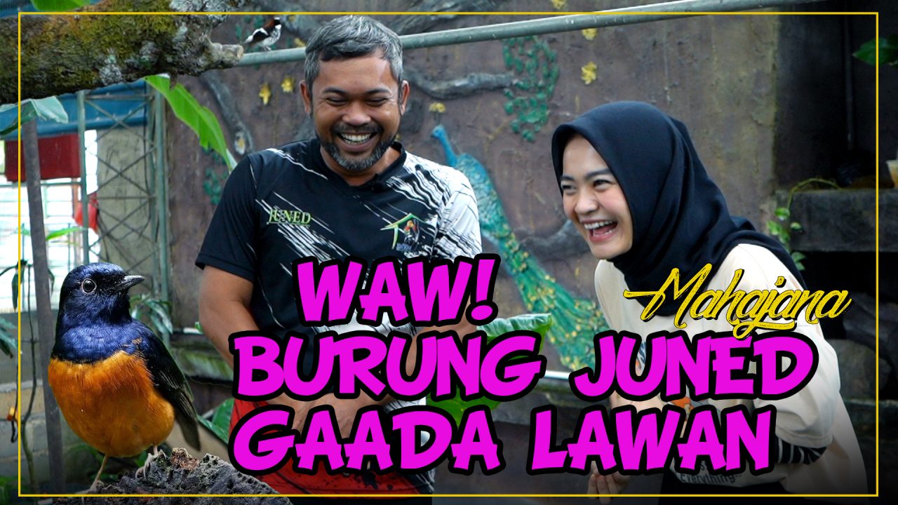 [Video] Rahasia Memilih Burung Murai Yang Berkualitas | MAHAJANA #EPS41